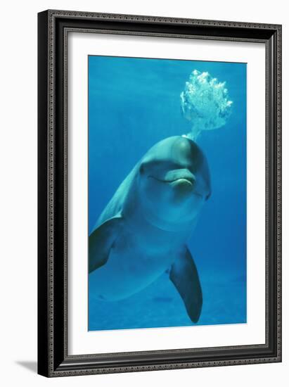 Bottlenose Dolphin Blows Bubbles from Blow Hole-Augusto Leandro Stanzani-Framed Photographic Print