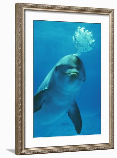 Bottlenose Dolphin Blows Bubbles from Blow Hole-Augusto Leandro Stanzani-Framed Photographic Print