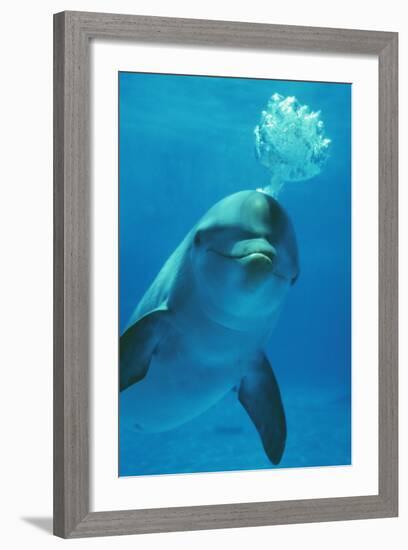 Bottlenose Dolphin Blows Bubbles from Blow Hole-Augusto Leandro Stanzani-Framed Photographic Print