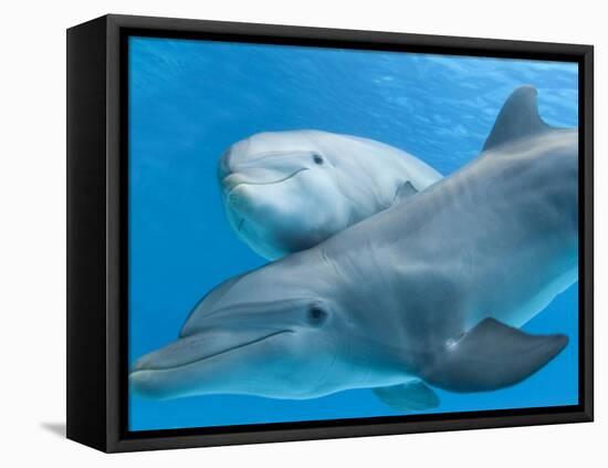 Bottlenose Dolphin Female and Her Calf-Augusto Leandro Stanzani-Framed Premier Image Canvas
