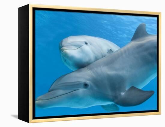 Bottlenose Dolphin Female and Her Calf-Augusto Leandro Stanzani-Framed Premier Image Canvas