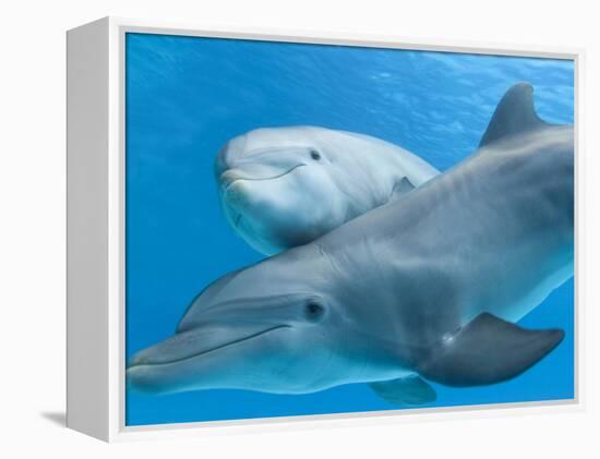 Bottlenose Dolphin Female and Her Calf-Augusto Leandro Stanzani-Framed Premier Image Canvas