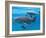 Bottlenose Dolphin Female and Her Calf-Augusto Leandro Stanzani-Framed Photographic Print