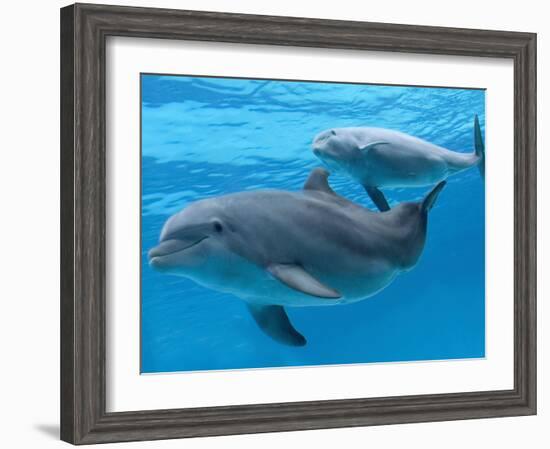 Bottlenose Dolphin Female and Her Calf-Augusto Leandro Stanzani-Framed Photographic Print