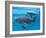 Bottlenose Dolphin Female and Her Calf-Augusto Leandro Stanzani-Framed Photographic Print