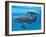 Bottlenose Dolphin Female and Her Calf-Augusto Leandro Stanzani-Framed Photographic Print