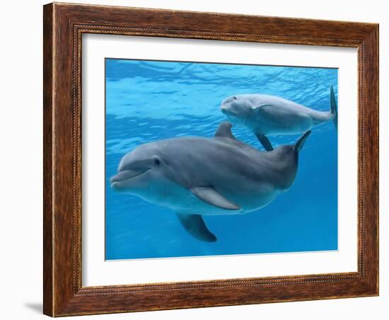 Bottlenose Dolphin Female and Her Calf-Augusto Leandro Stanzani-Framed Photographic Print