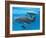 Bottlenose Dolphin Female and Her Calf-Augusto Leandro Stanzani-Framed Photographic Print