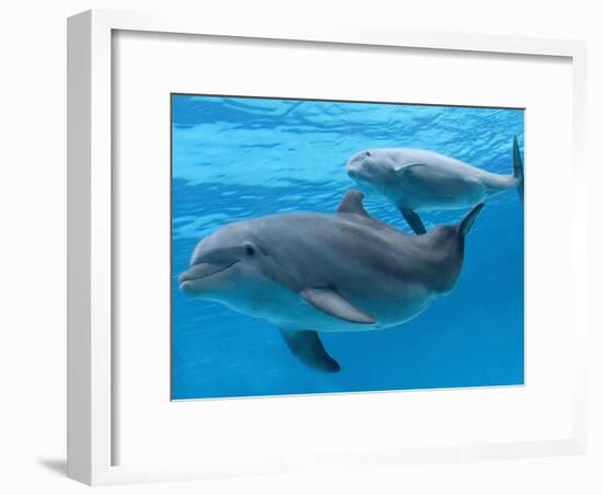 Bottlenose Dolphin Female and Her Calf-Augusto Leandro Stanzani-Framed Photographic Print