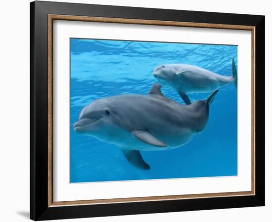 Bottlenose Dolphin Female and Her Calf-Augusto Leandro Stanzani-Framed Photographic Print