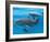 Bottlenose Dolphin Female and Her Calf-Augusto Leandro Stanzani-Framed Photographic Print