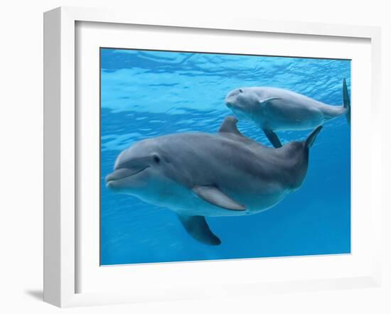 Bottlenose Dolphin Female and Her Calf-Augusto Leandro Stanzani-Framed Photographic Print