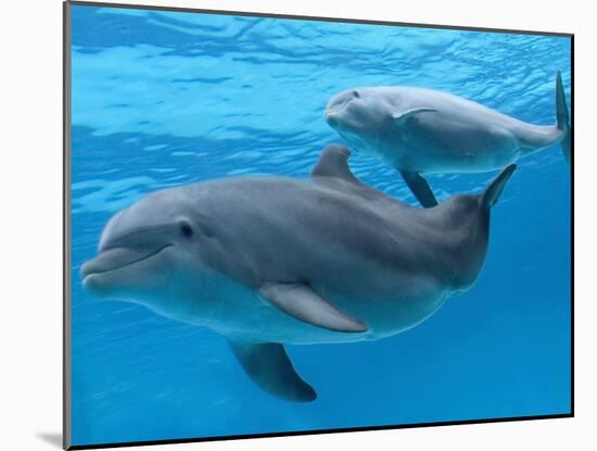 Bottlenose Dolphin Female and Her Calf-Augusto Leandro Stanzani-Mounted Photographic Print