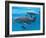 Bottlenose Dolphin Female and Her Calf-Augusto Leandro Stanzani-Framed Photographic Print