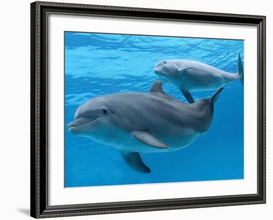 Bottlenose Dolphin Female and Her Calf-Augusto Leandro Stanzani-Framed Photographic Print