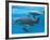 Bottlenose Dolphin Female and Her Calf-Augusto Leandro Stanzani-Framed Photographic Print