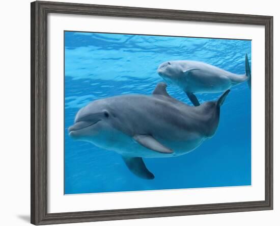 Bottlenose Dolphin Female and Her Calf-Augusto Leandro Stanzani-Framed Photographic Print