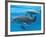 Bottlenose Dolphin Female and Her Calf-Augusto Leandro Stanzani-Framed Photographic Print