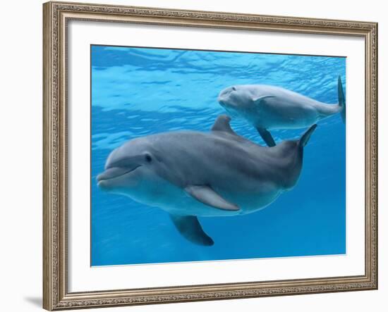 Bottlenose Dolphin Female and Her Calf-Augusto Leandro Stanzani-Framed Photographic Print