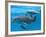 Bottlenose Dolphin Female and Her Calf-Augusto Leandro Stanzani-Framed Photographic Print