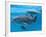 Bottlenose Dolphin Female and Her Calf-Augusto Leandro Stanzani-Framed Photographic Print