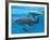 Bottlenose Dolphin Female and Her Calf-Augusto Leandro Stanzani-Framed Photographic Print