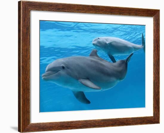 Bottlenose Dolphin Female and Her Calf-Augusto Leandro Stanzani-Framed Photographic Print