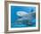 Bottlenose Dolphin Female and Her Calf-Augusto Leandro Stanzani-Framed Photographic Print