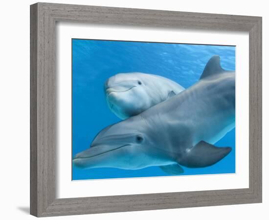 Bottlenose Dolphin Female and Her Calf-Augusto Leandro Stanzani-Framed Photographic Print