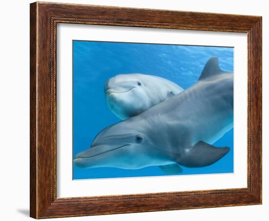 Bottlenose Dolphin Female and Her Calf-Augusto Leandro Stanzani-Framed Photographic Print