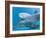 Bottlenose Dolphin Female and Her Calf-Augusto Leandro Stanzani-Framed Photographic Print