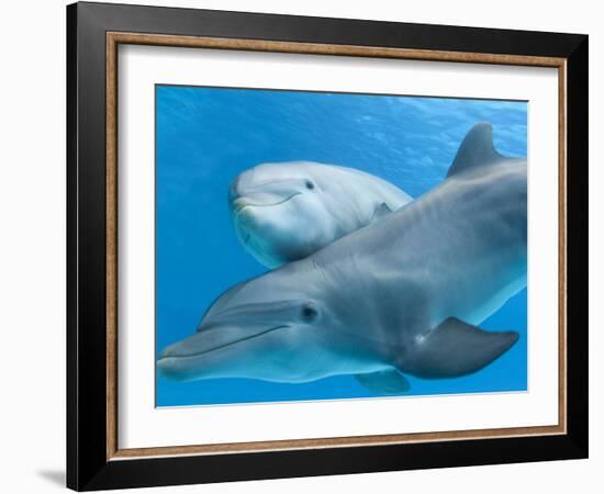 Bottlenose Dolphin Female and Her Calf-Augusto Leandro Stanzani-Framed Photographic Print