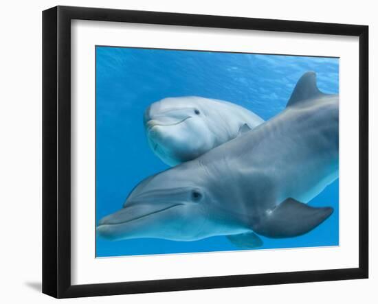 Bottlenose Dolphin Female and Her Calf-Augusto Leandro Stanzani-Framed Photographic Print