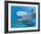 Bottlenose Dolphin Female and Her Calf-Augusto Leandro Stanzani-Framed Photographic Print