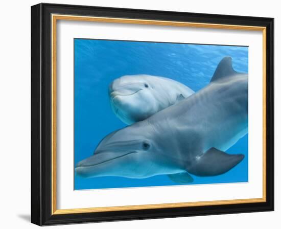 Bottlenose Dolphin Female and Her Calf-Augusto Leandro Stanzani-Framed Photographic Print