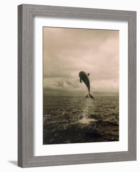 Bottlenose Dolphin Jumping Out of Water-Stuart Westmorland-Framed Photographic Print