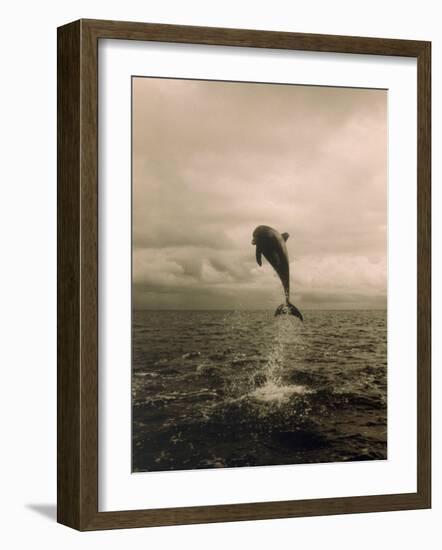 Bottlenose Dolphin Jumping Out of Water-Stuart Westmorland-Framed Photographic Print