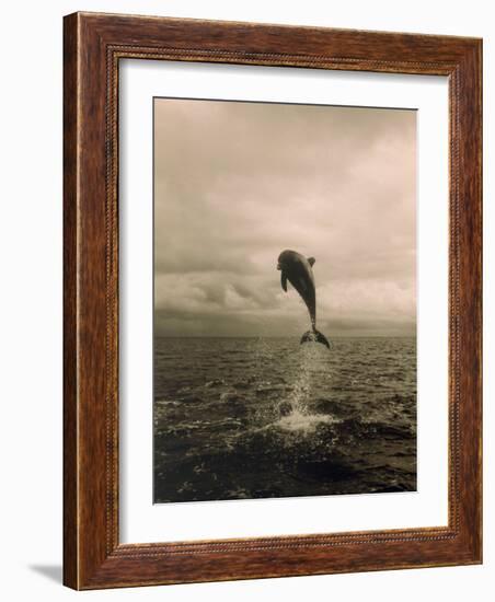 Bottlenose Dolphin Jumping Out of Water-Stuart Westmorland-Framed Photographic Print