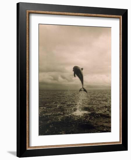 Bottlenose Dolphin Jumping Out of Water-Stuart Westmorland-Framed Photographic Print