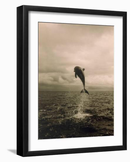 Bottlenose Dolphin Jumping Out of Water-Stuart Westmorland-Framed Photographic Print