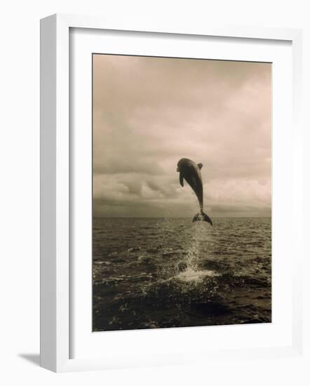 Bottlenose Dolphin Jumping Out of Water-Stuart Westmorland-Framed Photographic Print