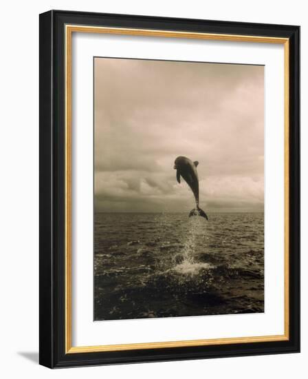 Bottlenose Dolphin Jumping Out of Water-Stuart Westmorland-Framed Photographic Print