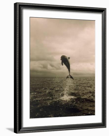 Bottlenose Dolphin Jumping Out of Water-Stuart Westmorland-Framed Photographic Print