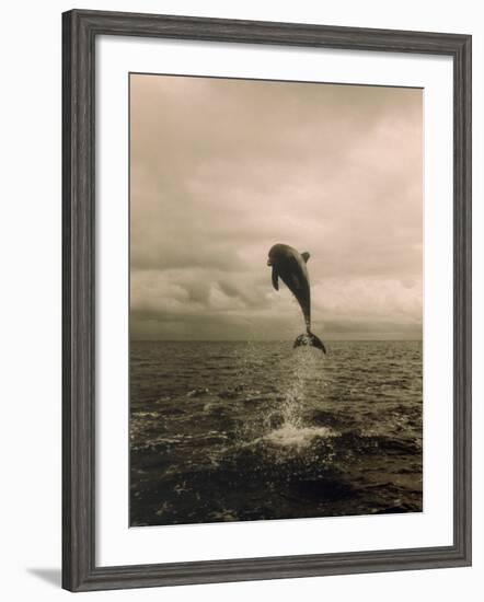 Bottlenose Dolphin Jumping Out of Water-Stuart Westmorland-Framed Photographic Print