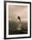 Bottlenose Dolphin Jumping Out of Water-Stuart Westmorland-Framed Photographic Print