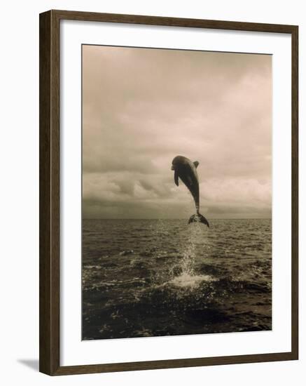 Bottlenose Dolphin Jumping Out of Water-Stuart Westmorland-Framed Photographic Print