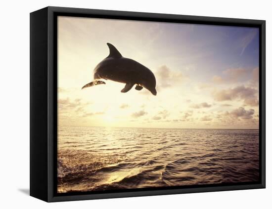 Bottlenose Dolphin Jumping Out of Water-Stuart Westmorland-Framed Premier Image Canvas