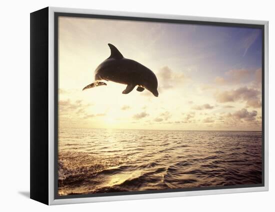 Bottlenose Dolphin Jumping Out of Water-Stuart Westmorland-Framed Premier Image Canvas