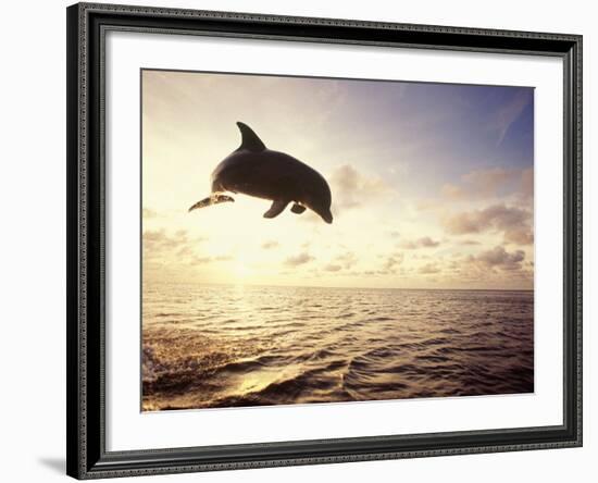 Bottlenose Dolphin Jumping Out of Water-Stuart Westmorland-Framed Photographic Print