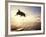 Bottlenose Dolphin Jumping Out of Water-Stuart Westmorland-Framed Photographic Print